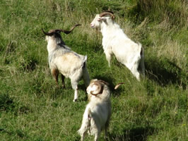 Wild Goats Kuranui Game reserve