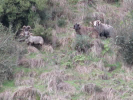 Wild Rams Kuranui Game reserve
