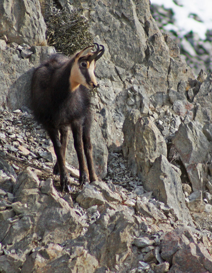 Chamois - Kuranui Estate - New Zealand